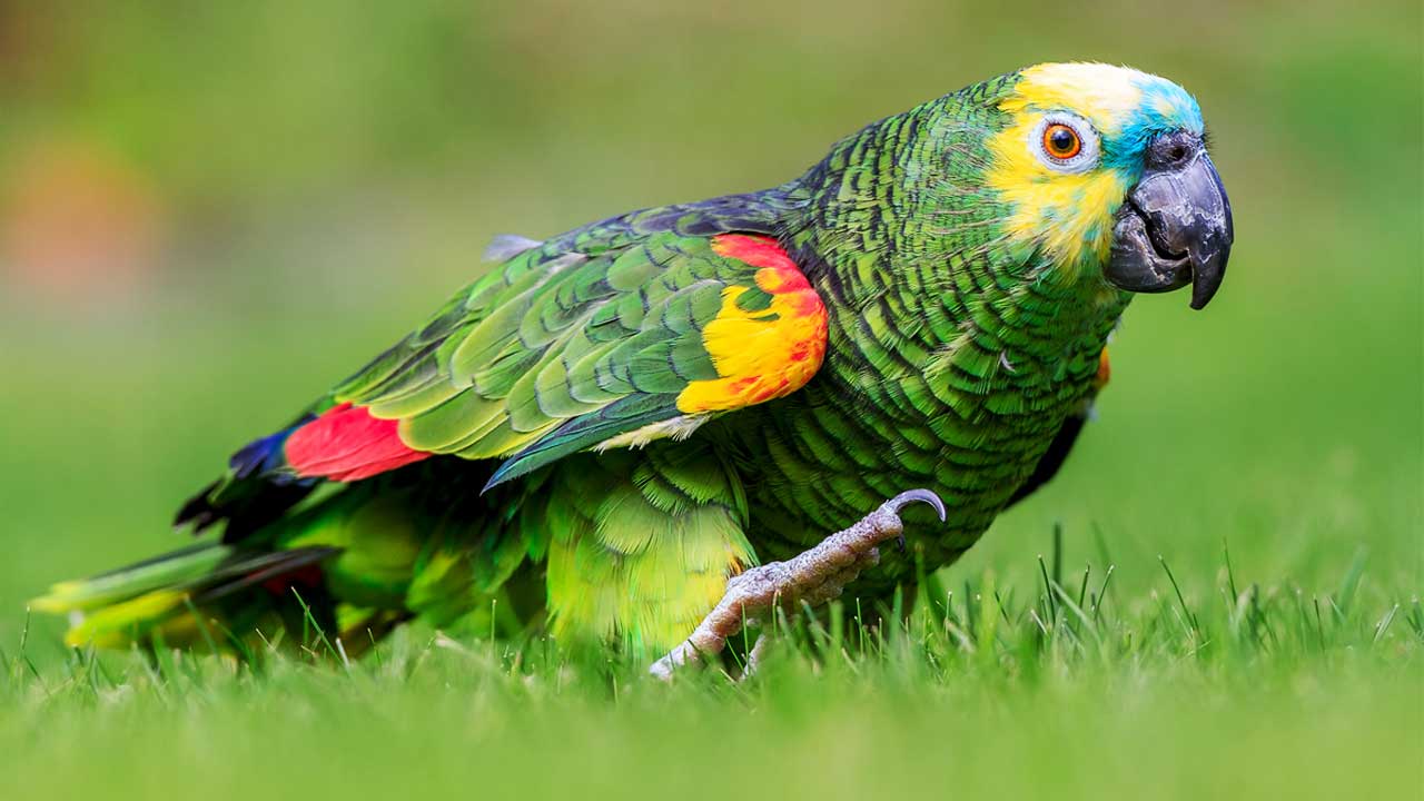 Você está visualizando atualmente Por que algumas aves, como papagaios conseguem falar?