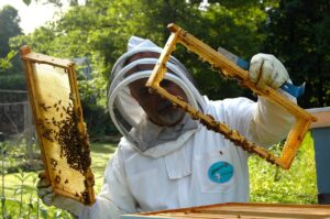 Leia mais sobre o artigo Produtores de mel de MS terão garantia de bônus do PGPAF