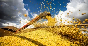 Leia mais sobre o artigo CAMPEÕES: Veja os 10 municípios que mais produzem soja no Brasil