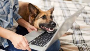 Leia mais sobre o artigo SAÚDE PET: Amazon considera ter veterinários por teleconsulta