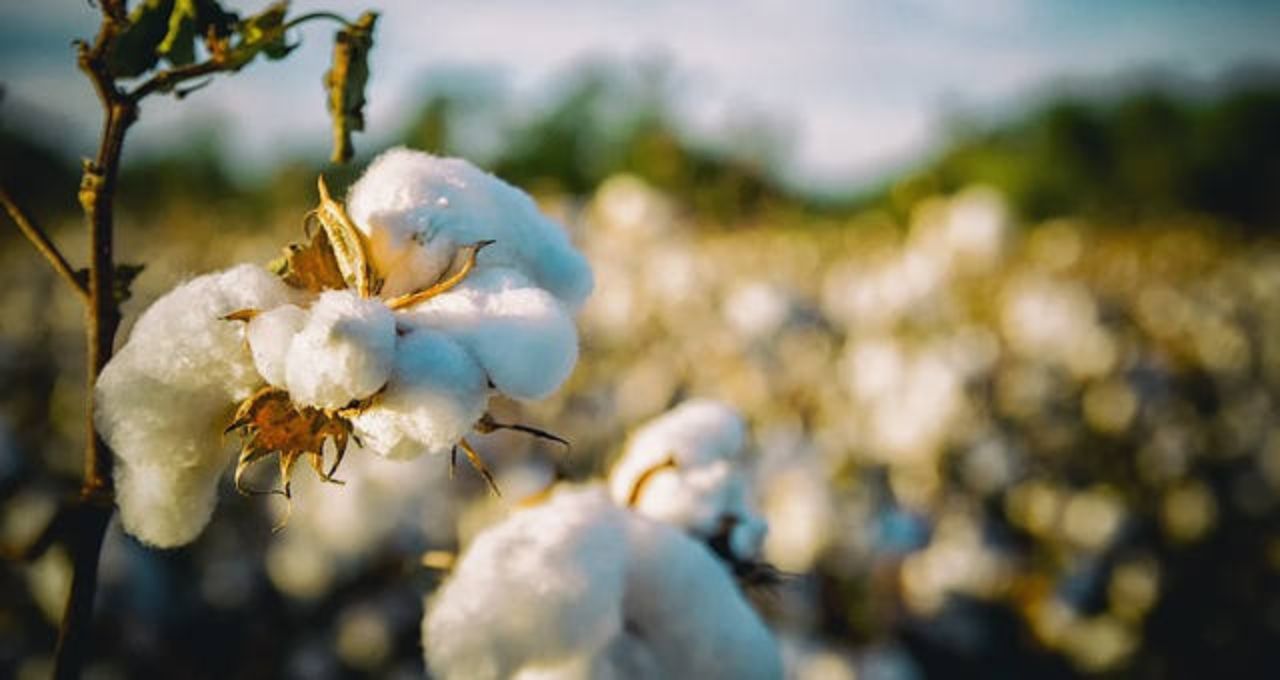 Você está visualizando atualmente Brasil vai produzir mais algodão que os EUA pela primeira vez