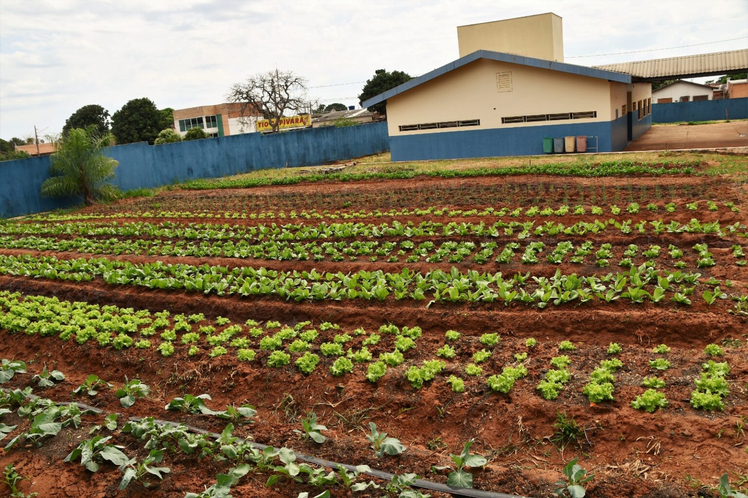 Você está visualizando atualmente Dia da Erradicação da pobreza cria horta social em Campo Grande