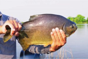 Leia mais sobre o artigo Dourados libera pesca no Parque do Lago neste domingo