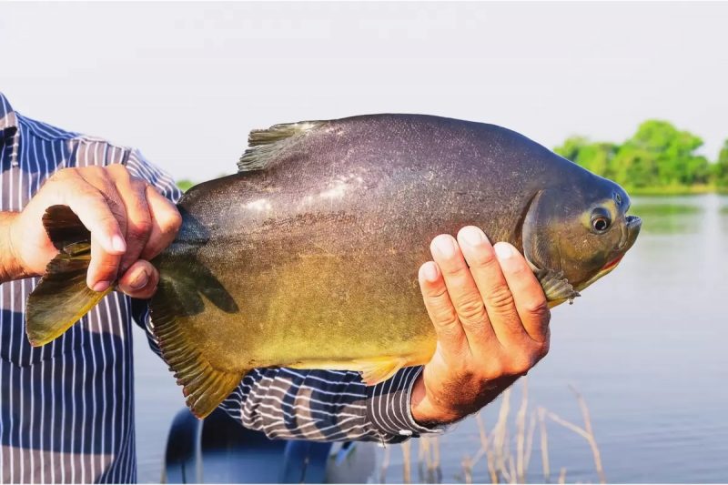 Você está visualizando atualmente Dourados libera pesca no Parque do Lago neste domingo