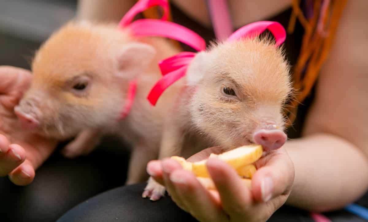 Você está visualizando atualmente PET: Criadores mostram rotina de cuidados com mini porco