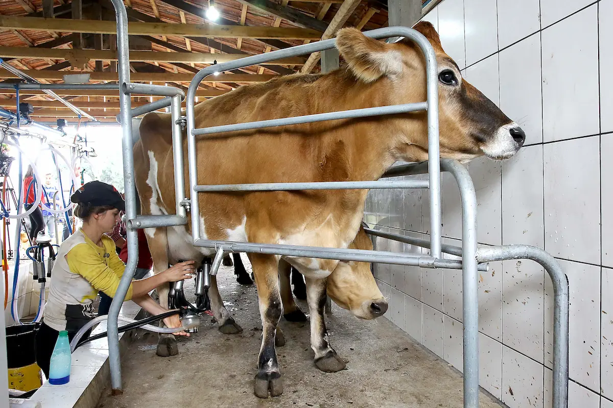 Você está visualizando atualmente Preço do leite ao produtor recua 6,8% em agosto, quarta queda mensal consecutiva