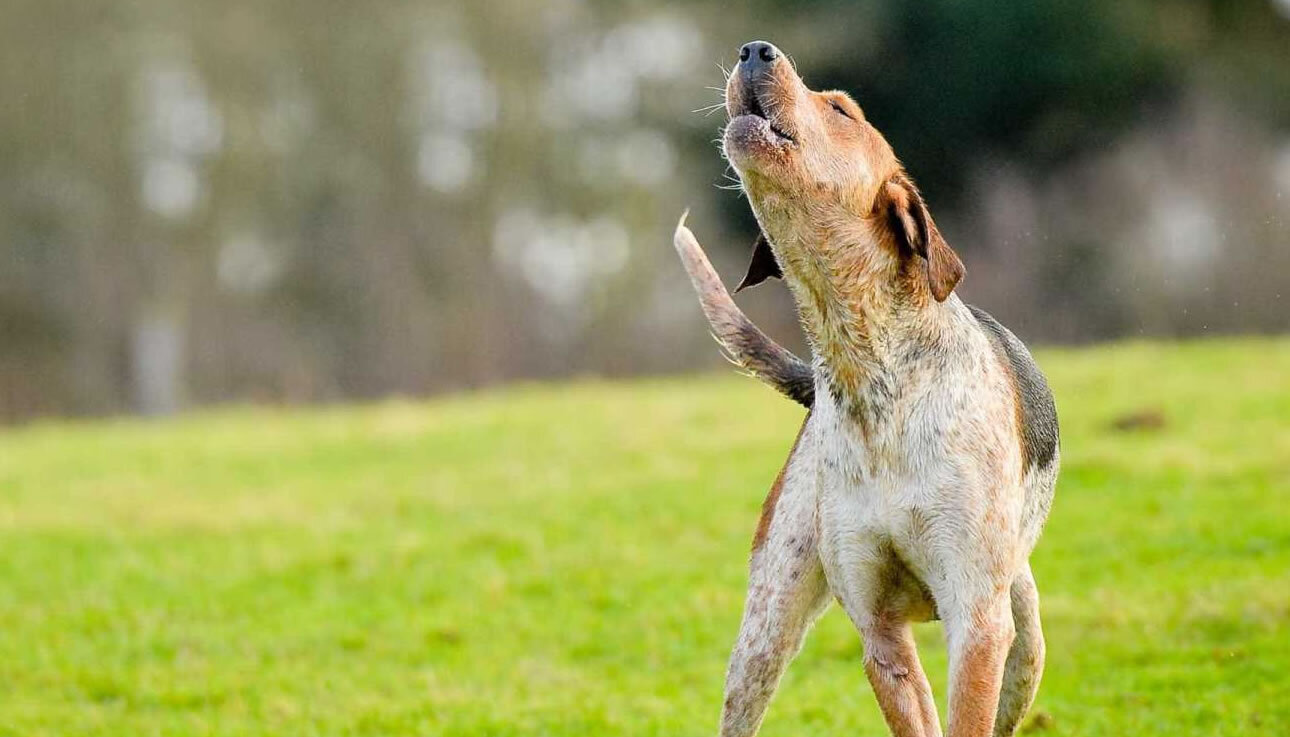 Você está visualizando atualmente Saiba por que os cachorros uivam