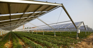 Leia mais sobre o artigo TEXAS, EUA: Sistema agrovoltaico gera energia e produz alimentos