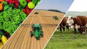 Leia mais sobre o artigo Brasil liderou produtividade agropecuária mundial entre 187 países