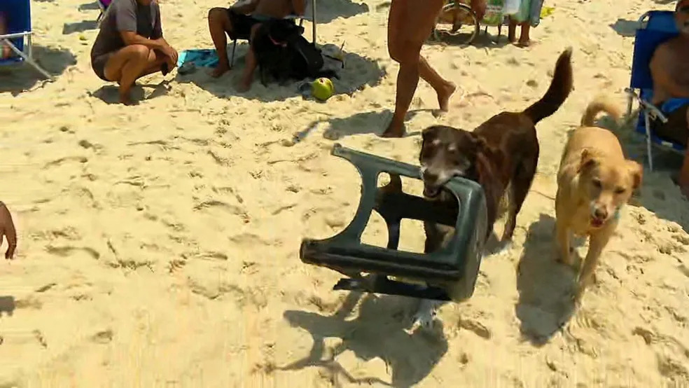 Você está visualizando atualmente SUCESSO: Cachorros trabalham como atendentes em Ipanema