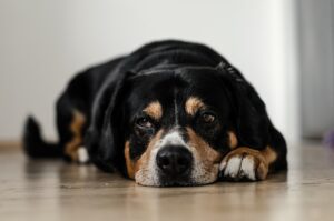 Leia mais sobre o artigo Como saber se seu cachorro está chateado com você