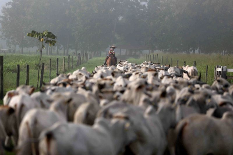 Você está visualizando atualmente Exportação de carne bovina do Brasil em 2023 vê volumes estáveis