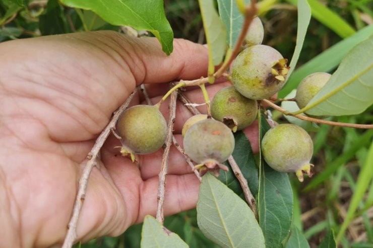 Você está visualizando atualmente Fruto símbolo de MS, guavira é tema de seminário na ALMS