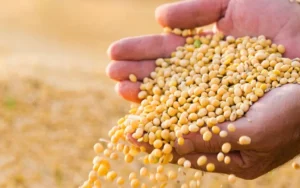 Leia mais sobre o artigo Plantio de soja do PR atinge 93% da área com piora na lavoura