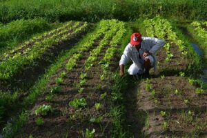 Leia mais sobre o artigo Soja domina cultivo na agricultura familiar no Sul e Centro-Oeste