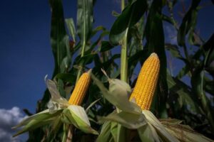 Leia mais sobre o artigo Tecnologias impulsionaram a produção no milho safrinha em MS