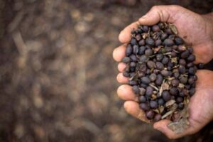 Leia mais sobre o artigo 2024: Produção de café do Brasil pode crescer até 71 milhões de sacas
