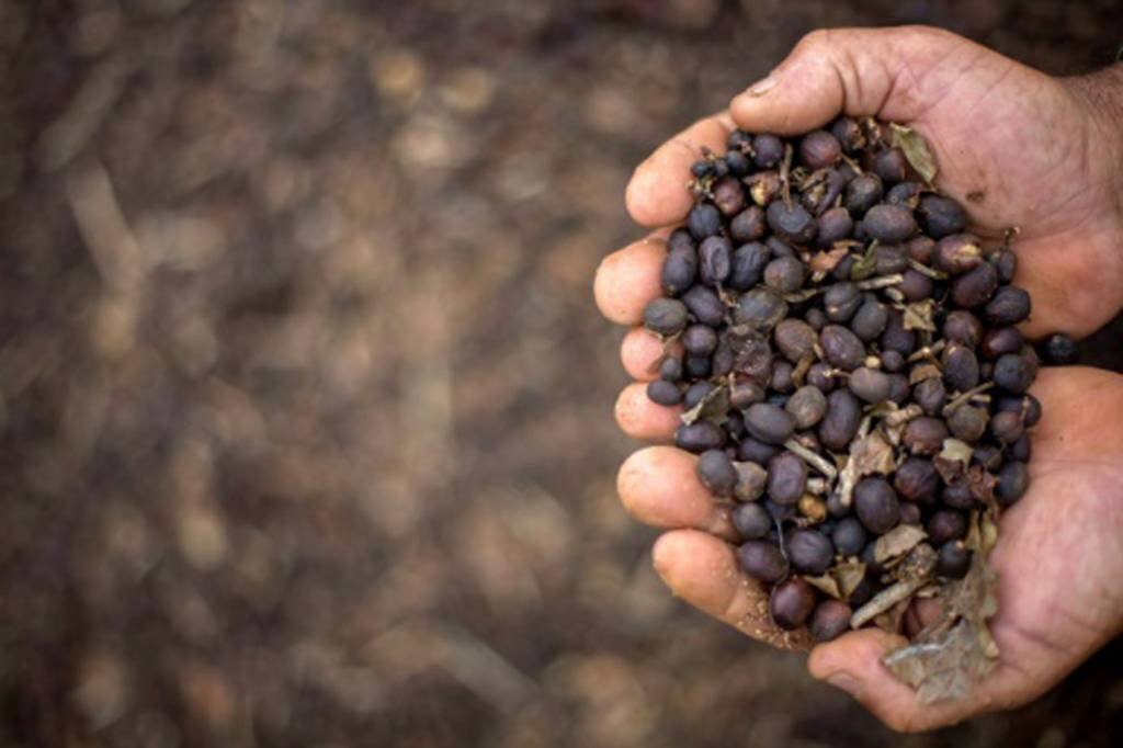 Você está visualizando atualmente 2024: Produção de café do Brasil pode crescer até 71 milhões de sacas