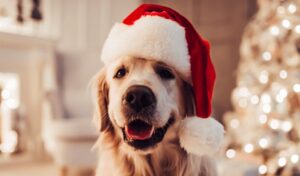 Leia mais sobre o artigo Conheça os melhores presentes de Natal para seu cão