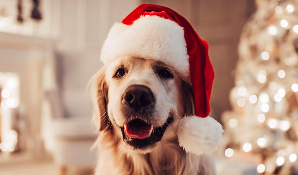 Você está visualizando atualmente Conheça os melhores presentes de Natal para seu cão
