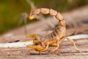 Leia mais sobre o artigo Naviraí alerta a prevenção de acidentes com escorpião