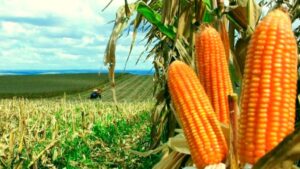 Leia mais sobre o artigo Produção de milho safrinha tem recorde em Mato Grosso do Sul
