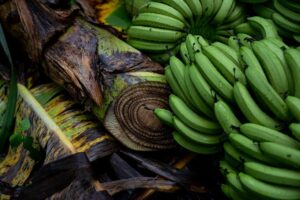Leia mais sobre o artigo CURIOSIDADES AGRO: Bananeira tem família e até coração