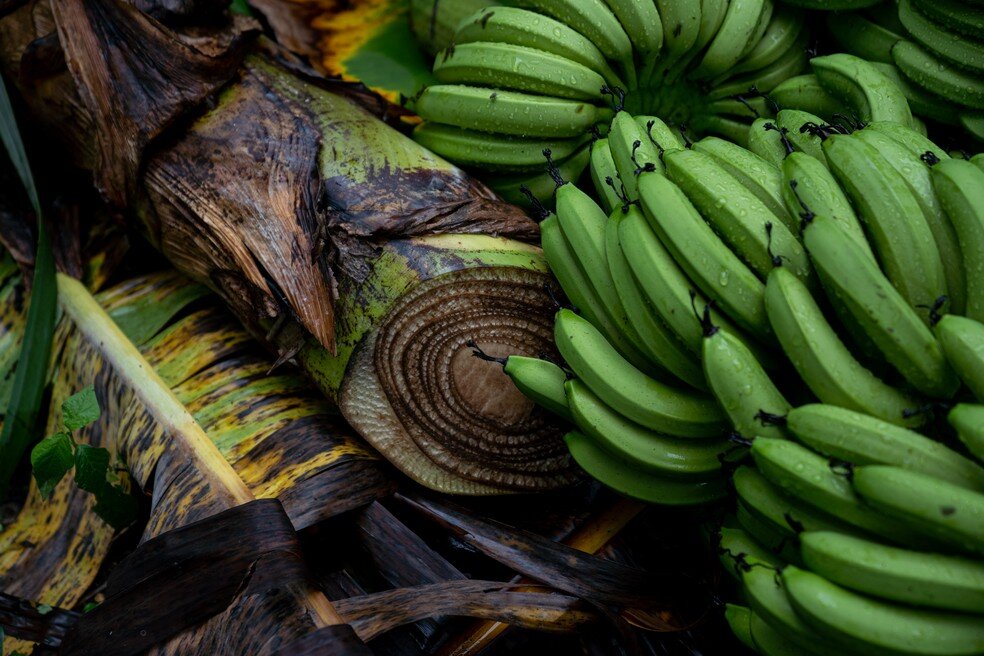 Você está visualizando atualmente CURIOSIDADES AGRO: Bananeira tem família e até coração
