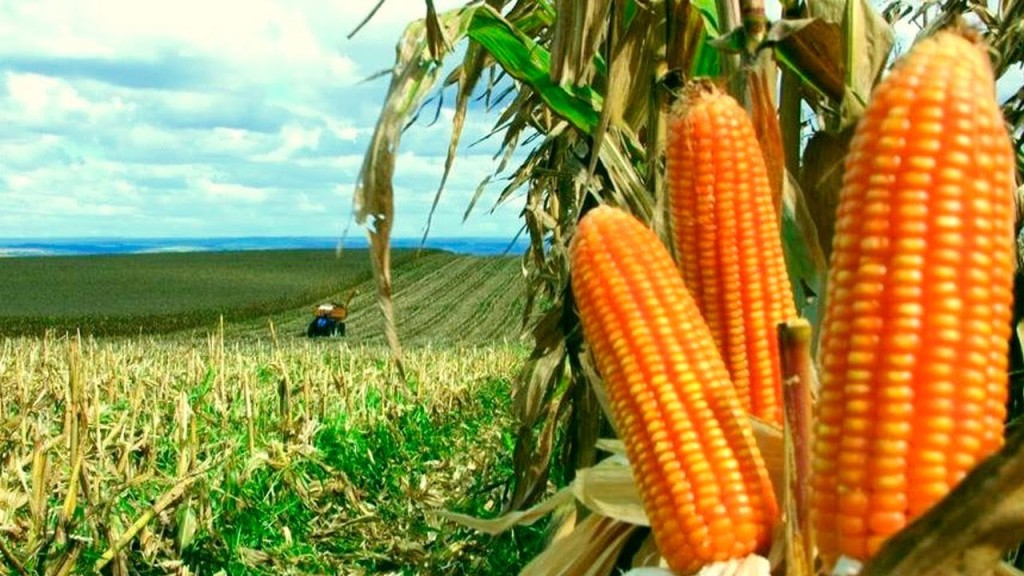 Você está visualizando atualmente Conab faz avaliação do ano e diz que 75,5% do milho plantado