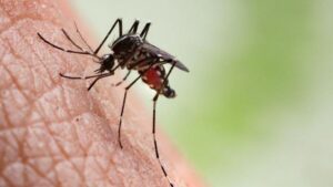 Leia mais sobre o artigo Casos de dengue cresceram; veja os sintomas e como se prevenir