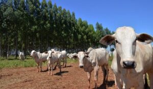 Leia mais sobre o artigo Precoce MS avança com abate de 1,3 milhão de cabeças de gado