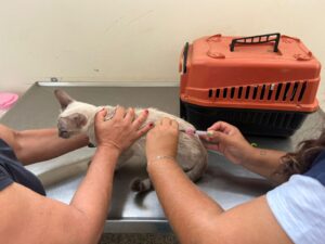 Leia mais sobre o artigo Subea destaca a importância de manter a vacinação dos pets