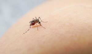 Leia mais sobre o artigo SAÚDE MS: Atenção aos sintomas é essencial e evita agravamento da dengue