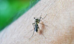 Leia mais sobre o artigo Brasil ultrapassa 650 mil casos de dengue