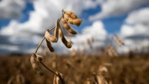 Leia mais sobre o artigo Colheita de soja atinge 21% da área no Brasil, diz Conab