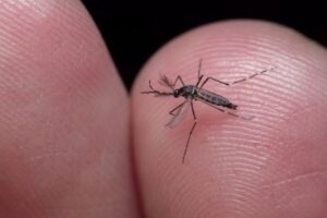 Leia mais sobre o artigo Epidemia de dengue avança e já atinge cinco estados e o DF