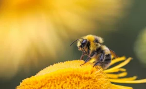 Leia mais sobre o artigo Ibama restringe agrotóxico Tiametoxam para proteger abelhas