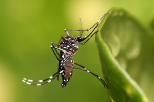 Leia mais sobre o artigo Qual é a origem do mosquito transmissor da dengue?