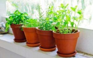 Leia mais sobre o artigo Saiba como plantar temperos em casa