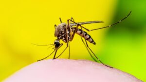 Leia mais sobre o artigo Brasileiro é quem mais pesquisa sobre dengue em todo o mundo