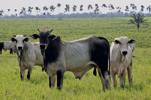 Você está visualizando atualmente Pecuária está reinventando o mercado de luxo da carne bovina