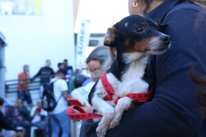 Leia mais sobre o artigo CAMPO GRANDE: Serviços veterinários oferecidos pela Prefeitura salvam animais, grátis