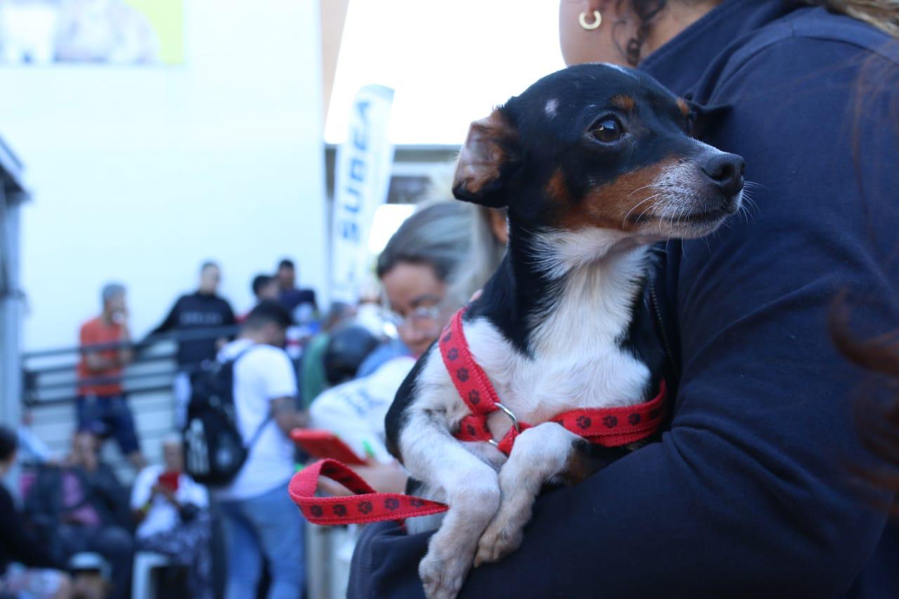 Você está visualizando atualmente CAMPO GRANDE: Serviços veterinários oferecidos pela Prefeitura salvam animais, grátis