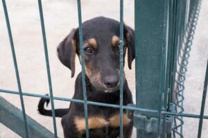 Leia mais sobre o artigo Abril Laranja contra maus-tratos à animais em Campo Grande