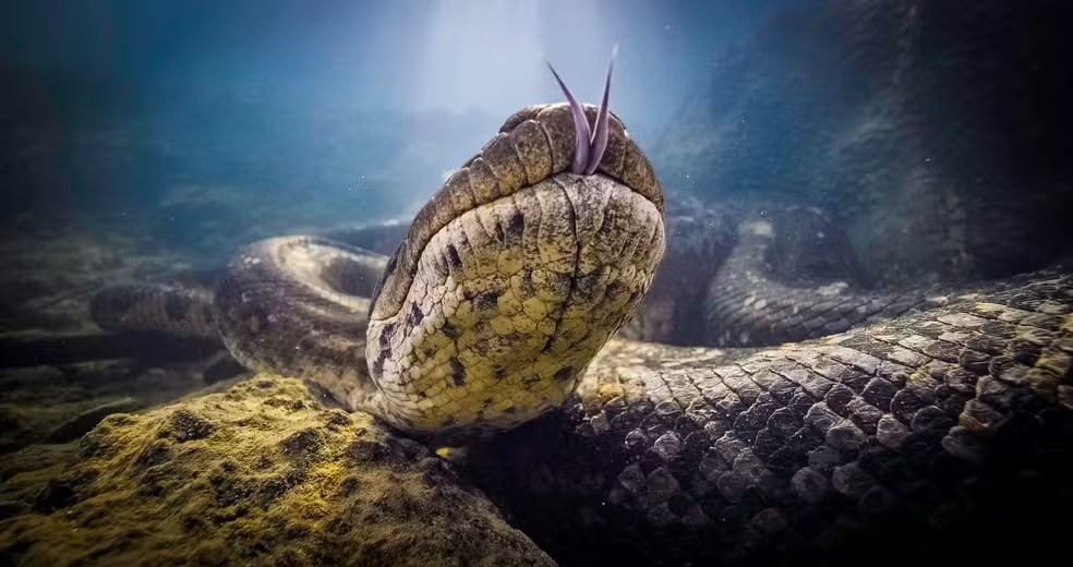 Você está visualizando atualmente Ana Julia, sucuri mais famosa do mundo, morreu de causas naturais