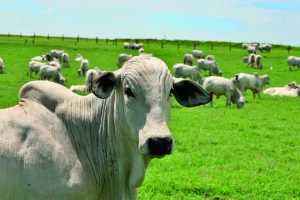 Leia mais sobre o artigo Febre aftosa 16 estados do Brasil não precisam vacinar bovinos