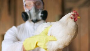 Leia mais sobre o artigo Por que o vírus H5N1 pode virar pandemia