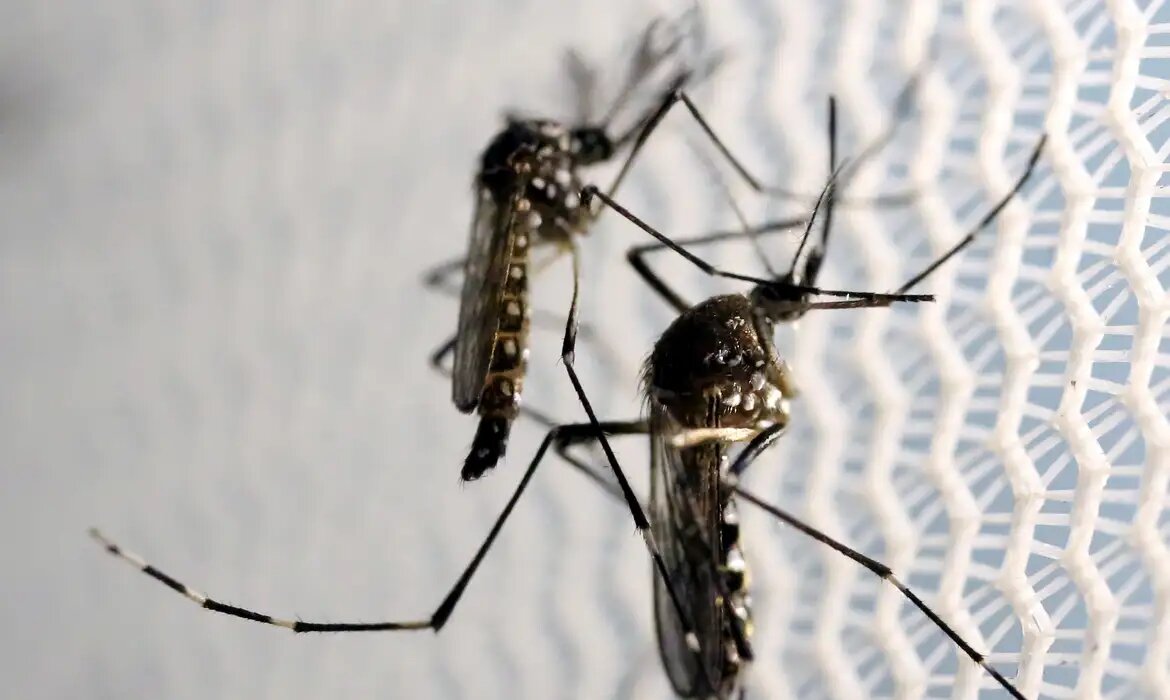 Você está visualizando atualmente NO MUNDO: Quase 4 bilhões de pessoas correm risco de infecção pelo Aedes