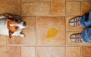 Leia mais sobre o artigo Veterinária dá dicas para ensinar seu cão a fazer xixi no lugar certo