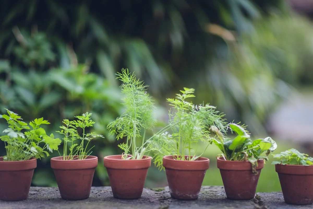 Você está visualizando atualmente 3 dicas rápidas para ter uma horta em espaços pequenos